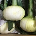 くり坊農園 自然農法新玉ねぎ