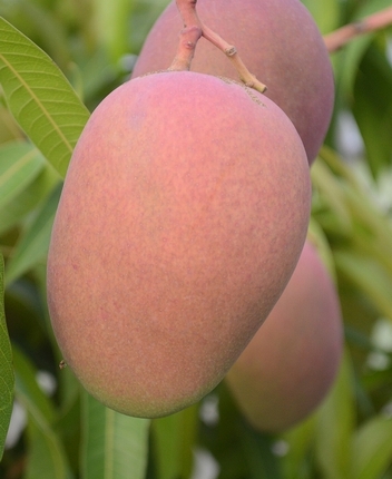 神様のマンゴー（自然栽培）