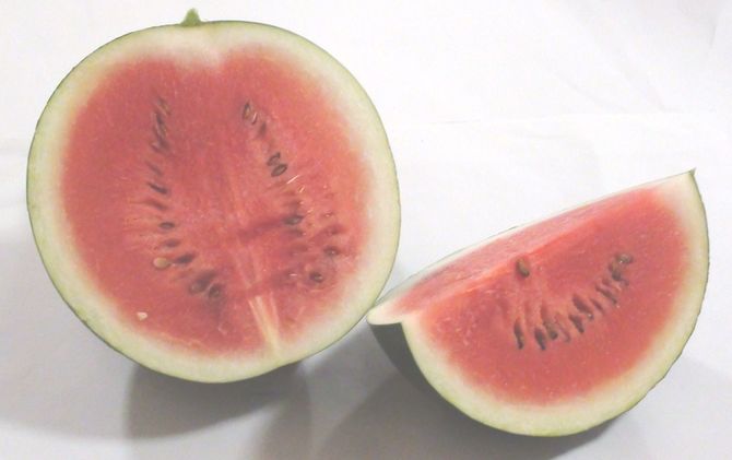 くり坊農園 自然農法スイカ