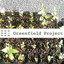グリーンフィールドプロジェクトの有機種子