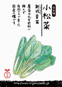 国産・自然農法種子 小松菜（新戒青菜）