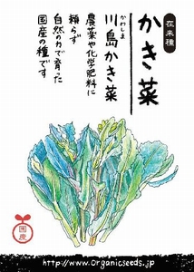 国産・自然農法種子 かき菜（川島かき菜）