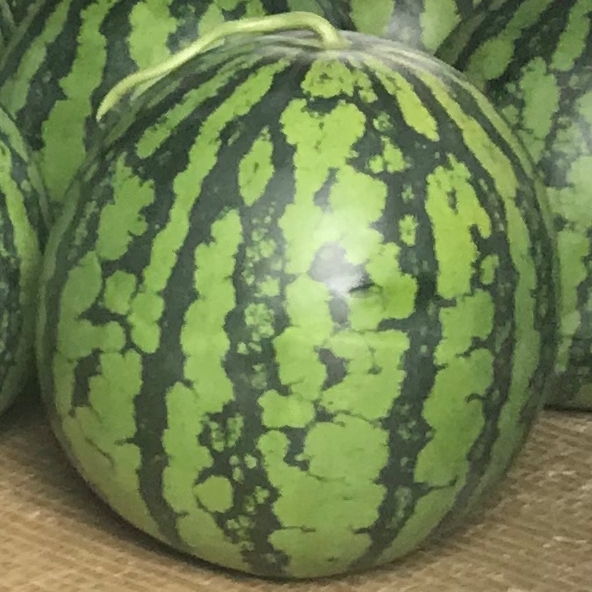 尾花沢産 自然栽培スイカ
